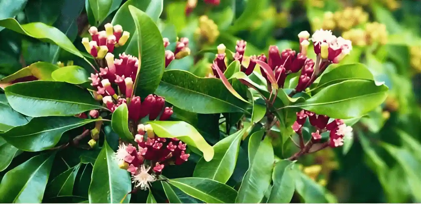 Clove plant - herb - ayurvedic, homeopathy, Soul Tribune, natural remedies, health
