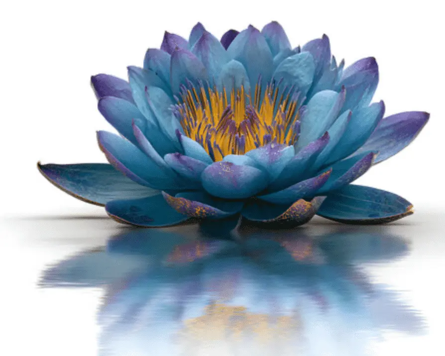 Soul Tribune blue lotus flower