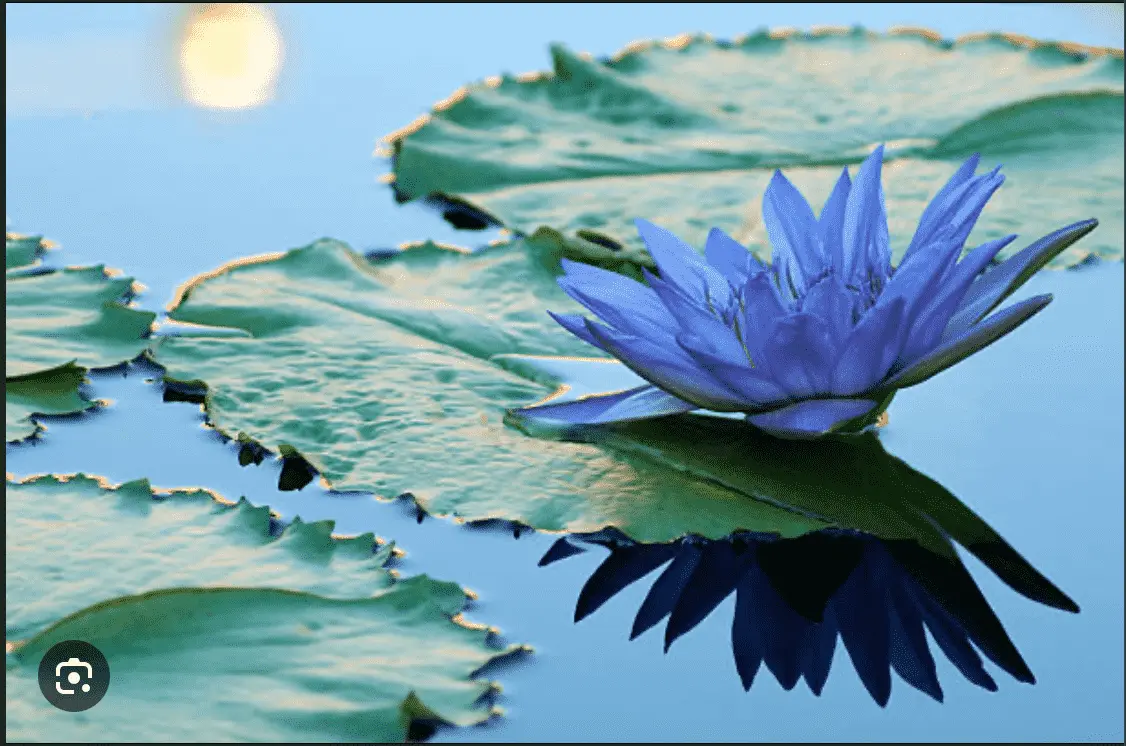 Soul Tribune blue lotus lake photo